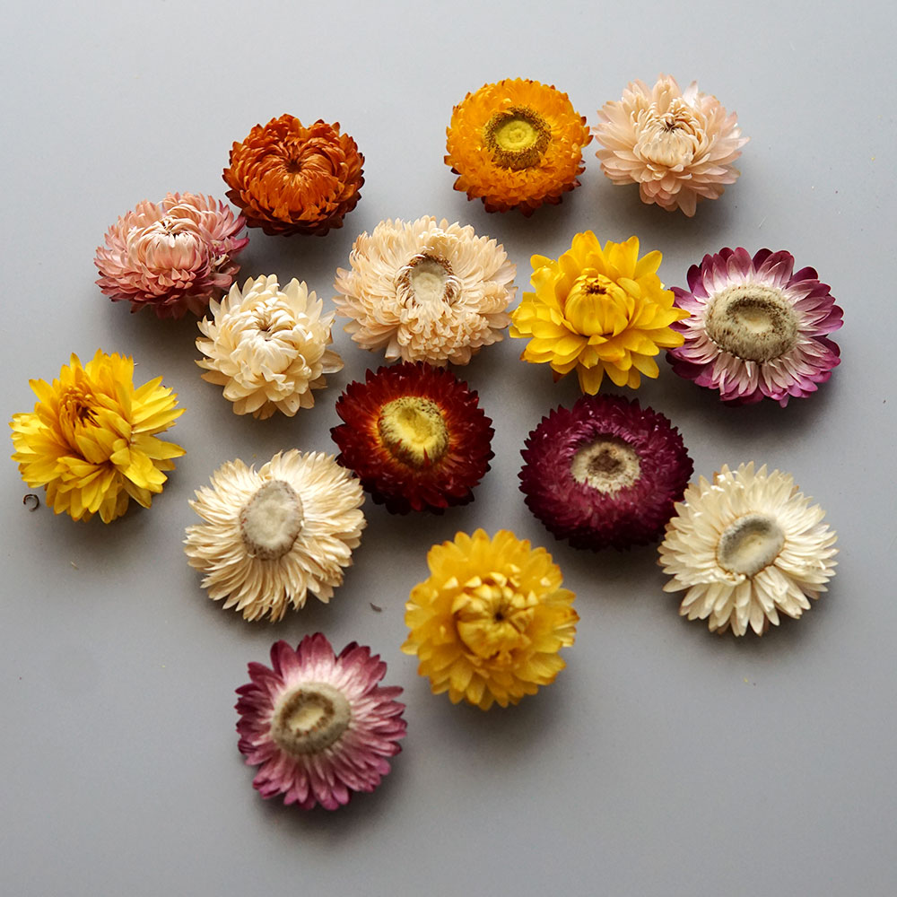 Doğal kurutulmuş renkli krizan - Candle Making Diy incelemesi ve fiyatı